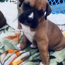 Dexter - Fawn male Boxer puppy in Longwood, Florida from Boxer Puppies
