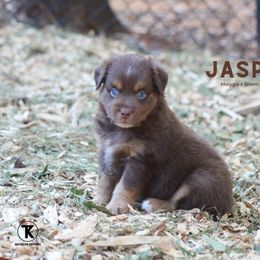 Jasper - RTM - Red tri-color male Miniature American Shepherd puppy in Nacogdoches, Texas from TK Standard, Mini, & Toy Aussies