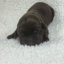 Boy 2 - Chocolate male Labrador Retriever puppy in Stuart, Virginia from Russell Creek Labradors
