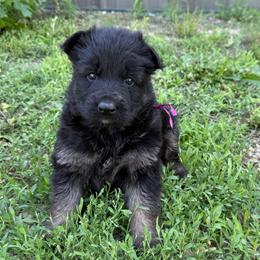 Luna girl - Black and red female German Shepherd puppy in Herrick, South Dakota from Dakota Shepherds Kennels