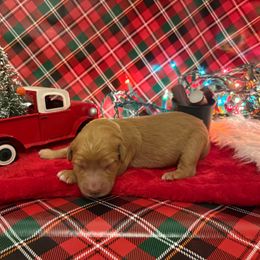 Dancer - Apricot female Goldendoodle puppy in Johns Island, South Carolina from Golden Doodlebugs