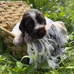 Wirehaired Pointing Griffon Puppies from Idleista Grand Chasseur