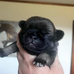 Winnie, grey collar Dark fawn girl 3 - Fawn female Pug puppy in Onalaska, Washington from Cupid’s Pugs