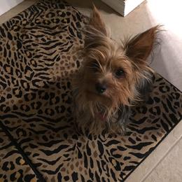 Zoe - Yorkshire Terrier