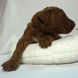 Boy 4 - Red  male Poodle puppy in Mc Henry, Illinois from Sunset Maple Poodles