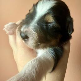 Clove - Black tri female Miniature Australian Shepherd puppy in Gatesville, Texas from Southern Promise Aussie’s