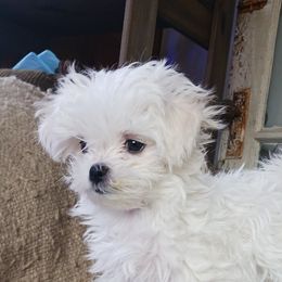 Maltese Puppies from Maltese Colorado