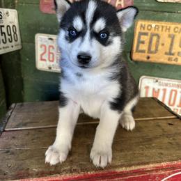 Bailey - Black and white female Siberian Husky puppy in Burnsville, North Carolina from Peterson Puppies