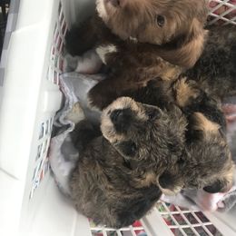 Goldendoodle, Schnoodle, and Sheepadoodle Puppies from Dood Ranch