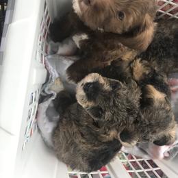 Goldendoodle, Schnoodle, and Sheepadoodle Puppies from Dood Ranch