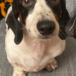 Snoopy - Dachshund