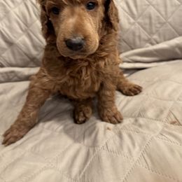 Hot pink collar girl - Apricot female Poodle puppy in Riverside, California from Riverside red poodles