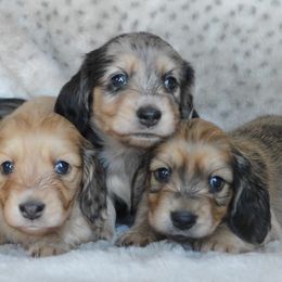 Dachshund Puppies from Dreamheart Dachshunds