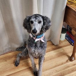 Tobi - Poodle