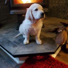 Golden Retriever Puppies from Kansas Prairie Pups