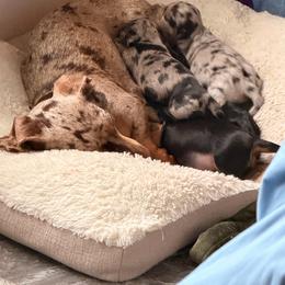 Dachshund puppies from Mount Calm Golden Retrievers