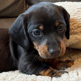 Boy 3 - Black and tan male Dachshund puppy in Salem, Oregon from Longdox Mini Dachshunds