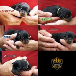 1st Pick Male - Black and mahogany male Rottweiler puppy in Frazeysburg, Ohio from Mountain High Kennels