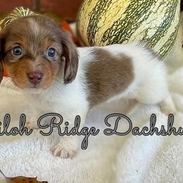 Dachshund Puppies from Shiloh Ridge Dachshunds
