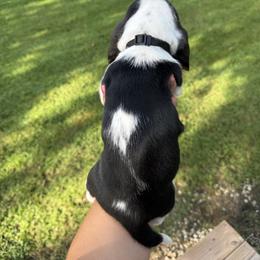 Basset Hound Puppies from Carrier Bassets
