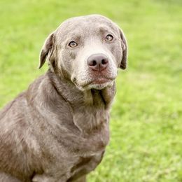 Dilute Retrievers from T3 Pups