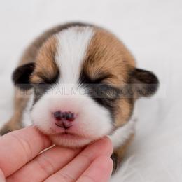 Soren - Red and white male American Corgi puppy in Santaquin, Utah from Blacktail Mountain Corgis
