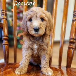 Dancer - Red  female Goldendoodle puppy in Pollock Pines, California from Ten Acre Wood Doodles