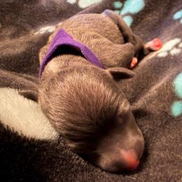 PurpleBerry - White and blue male Italian Greyhound puppy in Cibolo, Texas from A-Team Italian Greyhounds