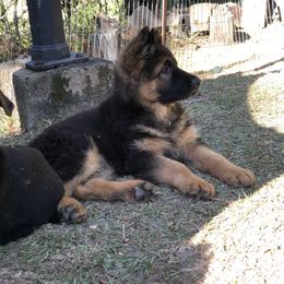 German Shepherd Puppies from Zwinger vom Schneider Wald