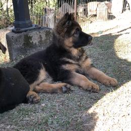 German Shepherd Puppies from Zwinger vom Schneider Wald