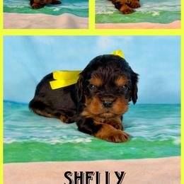 Shelly - Black and tan female Cavalier King Charles Spaniel puppy in De Pere, Wisconsin from Rose Garden Kennels