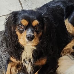 Cavalier King Charles Spaniel puppies from Muddy Paws Cavaliers