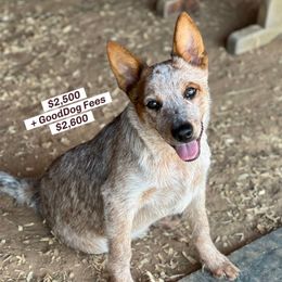-Boy 2 - Red speckled male Australian Cattle Dog puppy in Kaufman, Texas from Emberwick Ranch
