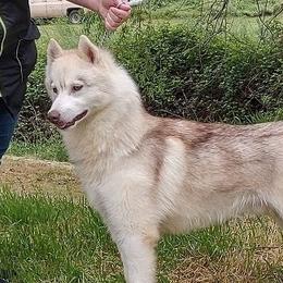 Zant - Red and white male Siberian Husky puppy in Heppner, Oregon from Yuki Ookami Show Kennel