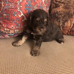 Goldendoodle and Springerdoodle Puppies from Springerdoodles Plus AZ