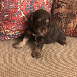 Goldendoodle and Springerdoodle Puppies from Springerdoodles Plus AZ