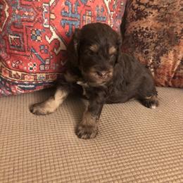 Goldendoodle and Springerdoodle Puppies from Springerdoodles Plus AZ