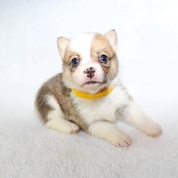 Yellow - White and red Pembroke Welsh Corgi puppy in Winnsboro, Texas from H2 Puppies