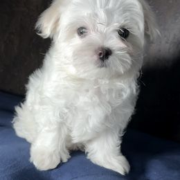 Maltese Puppies from Adorable Maltese Puppies