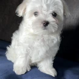 Maltese Puppies from Adorable Maltese Puppies