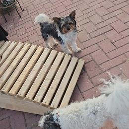 Biewer Terrier and Papillon Puppies from Southern Belle's Biewer Terriers & Papillons