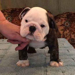 Bulldogs from Scott's Bulldogs