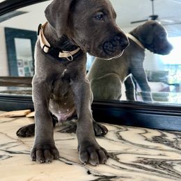 Tan - Blue male Great Dane puppy in Plano, Texas from Blue Thunder Danes
