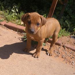 Diamond - Red wheaten female Rhodesian Ridgeback puppy in Carney, Oklahoma from River Run Parson Russell terriers & River Run Ridgebacks