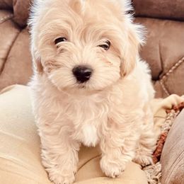 Maltipoo Puppies from Maltipoo_vegas