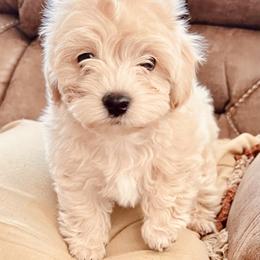 Maltipoo Puppies from Maltipoo_vegas