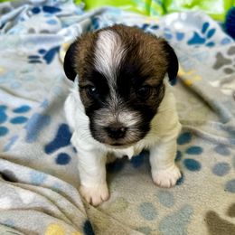 German Shorthaired Pointer and Russell Terrier Puppies from Charnobragan Acres