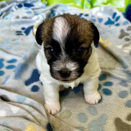 German Shorthaired Pointer and Russell Terrier Puppies from Charnobragan Acres