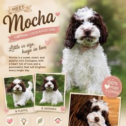 Mocha - Brown and white female Cockapoo puppy in Millville, California from Hope Lane Kennels