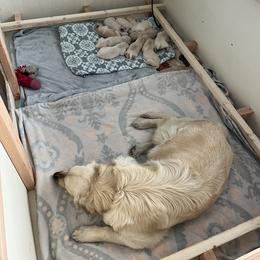 Golden Retriever Puppies from Wise-Taylor Goldens